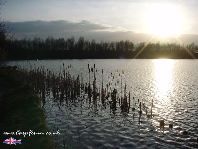 fish :) - cf800x600leaflake1.jpg